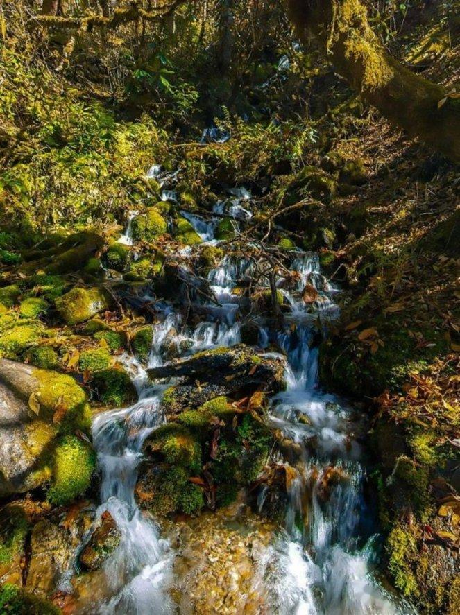 过期淡奶油可以浇花吗游戏画面